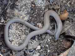 Delma australis
