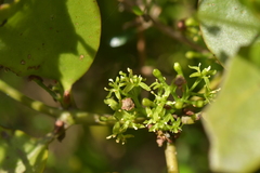 Ileostylus micranthus