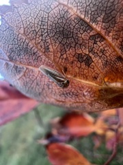 Balcanocerus crataegi