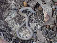 Delma australis