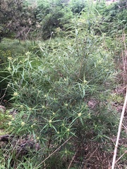 Ozothamnus ferrugineus
