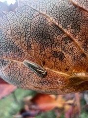 Balcanocerus crataegi