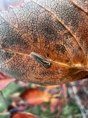 Balcanocerus crataegi