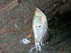 Trichopodus trichopterus