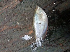 Trichopodus trichopterus