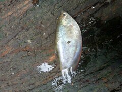 Trichopodus trichopterus