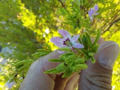 Pelargonium scabrum
