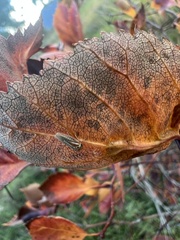 Balcanocerus crataegi