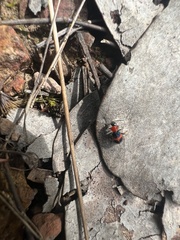 Dicranolaius cinctus