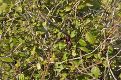 Fuchsia excorticata