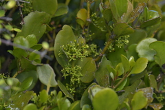 Ileostylus micranthus