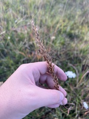 Sorghastrum
