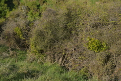 Ileostylus micranthus