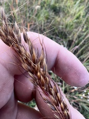 Sorghastrum