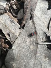 Dicranolaius cinctus