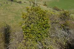 Ileostylus micranthus