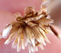 Ursinia paleacea