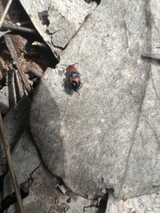 Dicranolaius cinctus