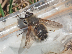 Tachina ursina