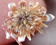 Ursinia paleacea