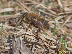 Tachina ursina