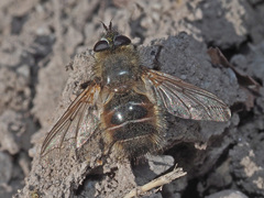 Tachina ursina