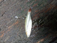 Rasbora borapetensis