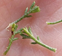 Ursinia paleacea