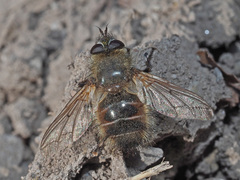 Tachina ursina