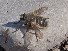 Tachina ursina