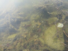 Potamogeton perfoliatus
