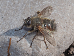 Tachina ursina
