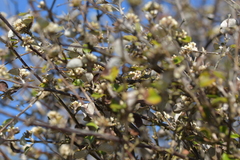 Helichrysum lanceolatum