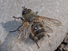 Tachina ursina