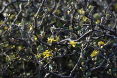 Corokia cotoneaster
