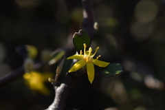 Corokia cotoneaster