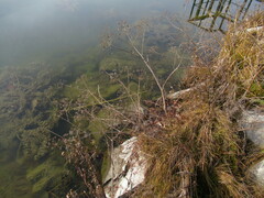 Cicuta virosa