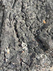 Phaeophyscia orbicularis