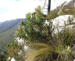Protea neriifolia