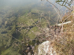 Cicuta virosa