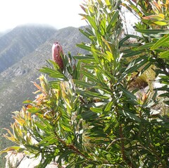 Protea neriifolia