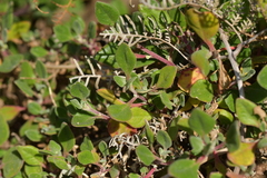 Tetragonia trigyna