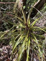 Dracophyllum elegantissimum