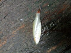 Rasbora borapetensis