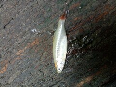 Rasbora borapetensis