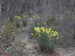 Glischrocaryon behrii