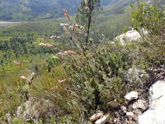Thamnochortus cinereus