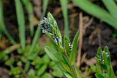 Myosotis arvensis