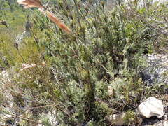 Thamnochortus cinereus