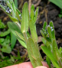 Myosotis arvensis
